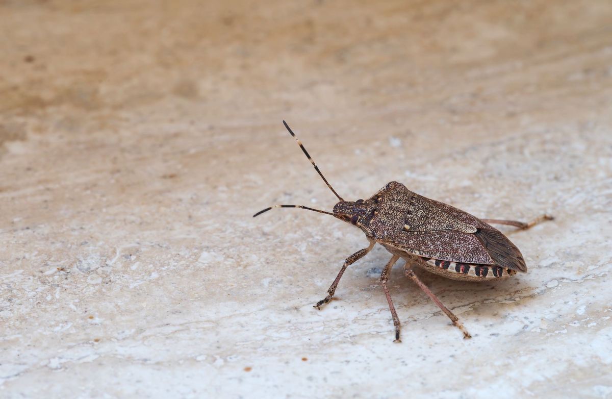 Stink bugs: How to Eliminate them