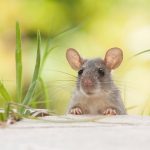 prevent mice from nesting in your home