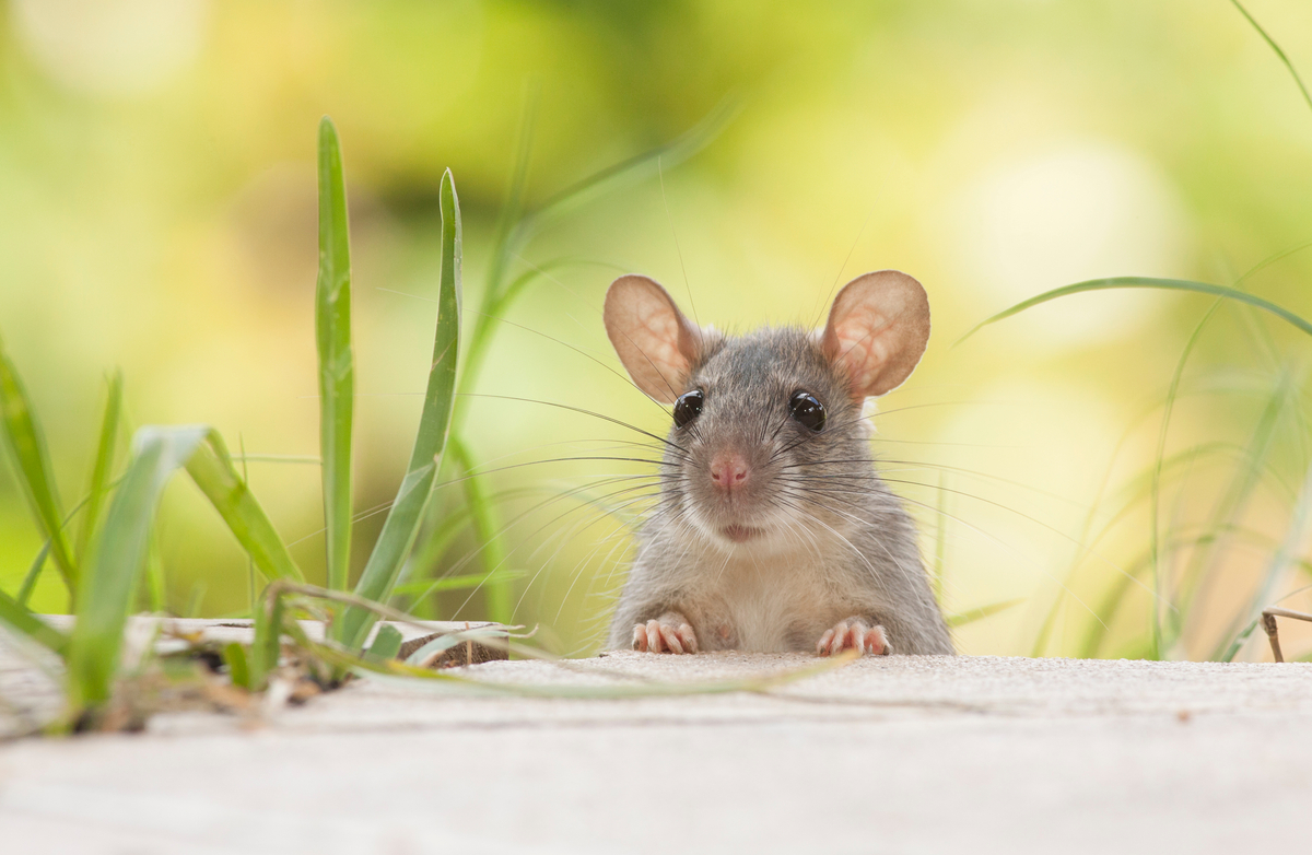Keeping Mice out of your Home and Garage
