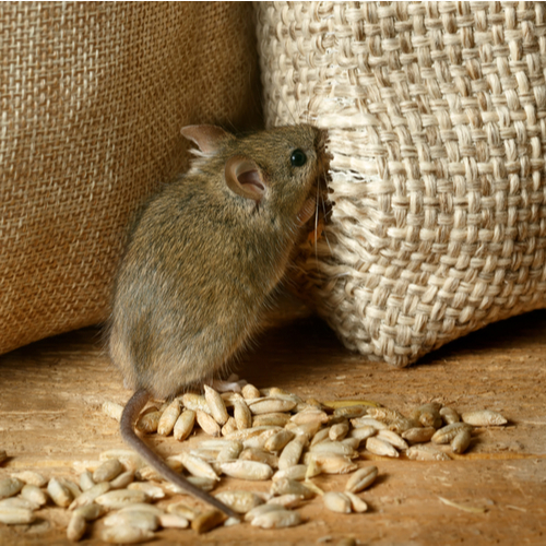 mouse in grain